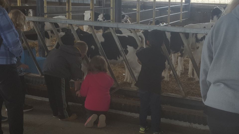 New Holstein students with youngstock